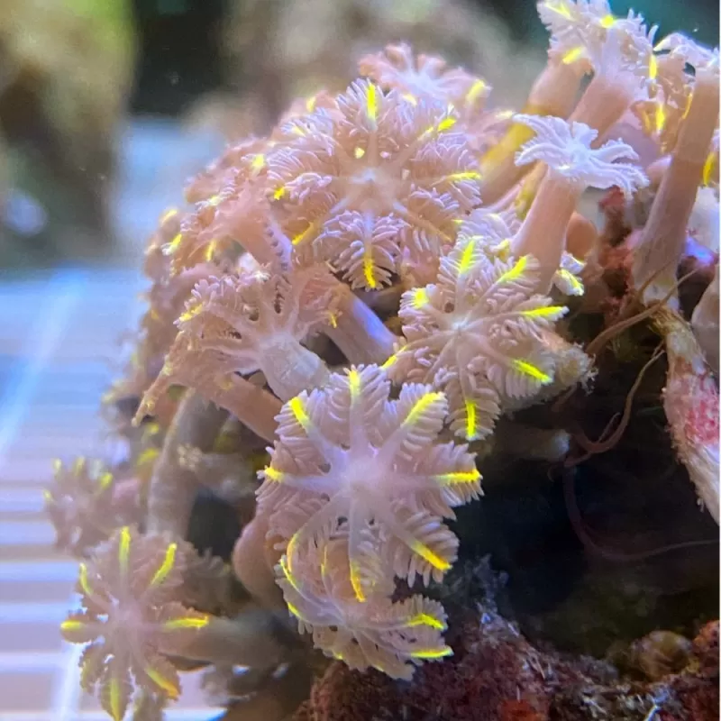 Clavularia sp orange/yellow/green stripe S-size Clavularia sp orange/yellow/green stripe S-size