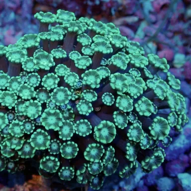 Kaufen Sie Alveopora sp Green Frag | Coralandfishstore.nl