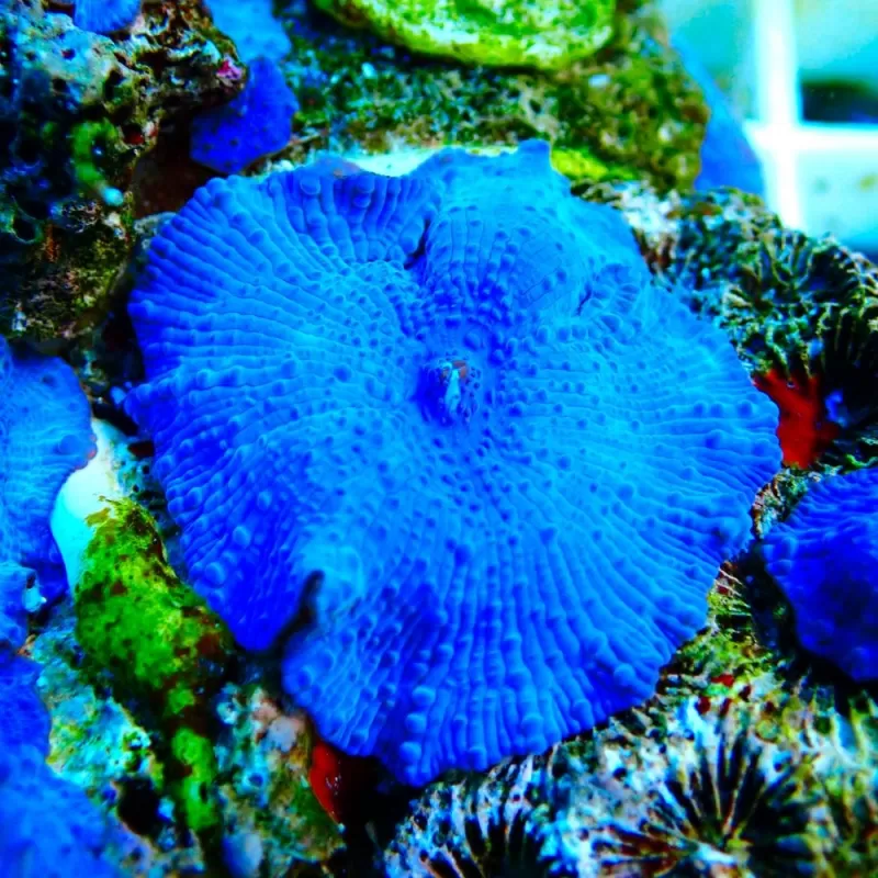 Discosoma Ultra Blue prijs per oor Discosoma Ultra Blue prijs per oor
