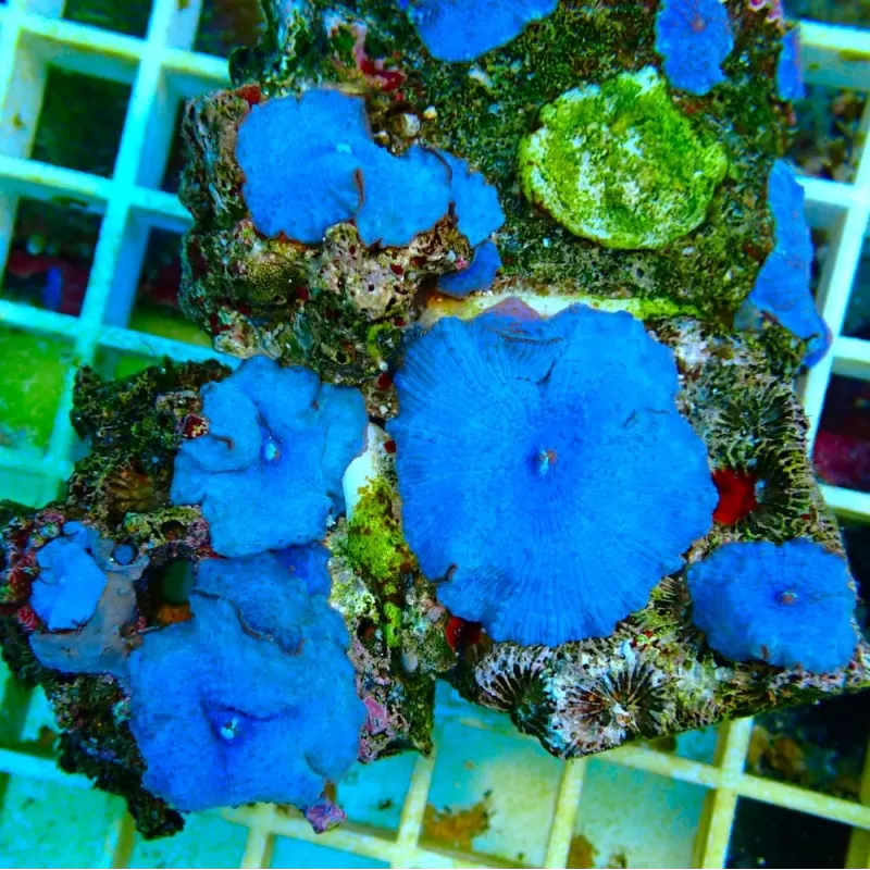 Discosoma Ultra Blue prijs per oor Discosoma Ultra Blue prijs per oor