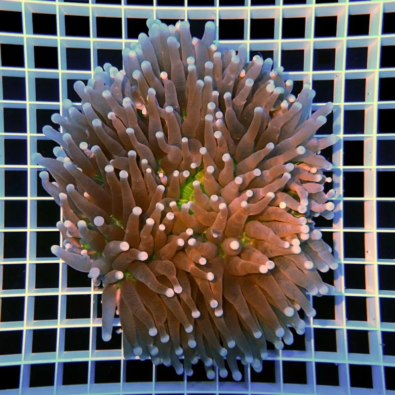 Heliofungia actiniformis Green center S size Heliofungia actiniformis Green center S size