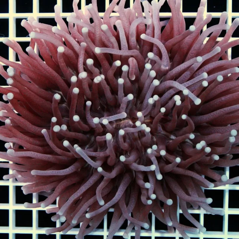 Heliofungia actiniformis S size Heliofungia actiniformis S size
