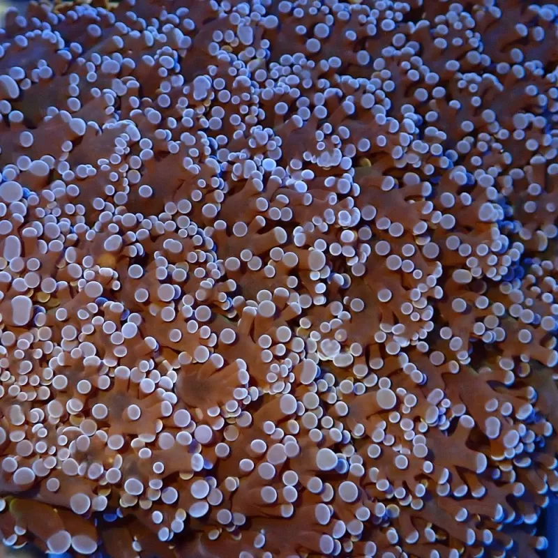 Euphyllia Divisa Frag S size Euphyllia Divisa Frag S size