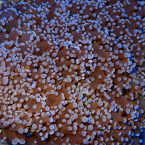 Euphyllia Divisa Australie (L)