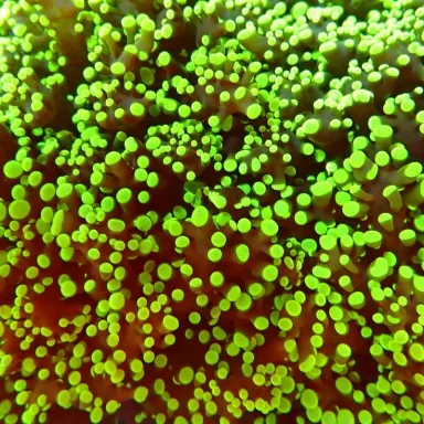 Euphyllia Divisa green purple tips S size Australie