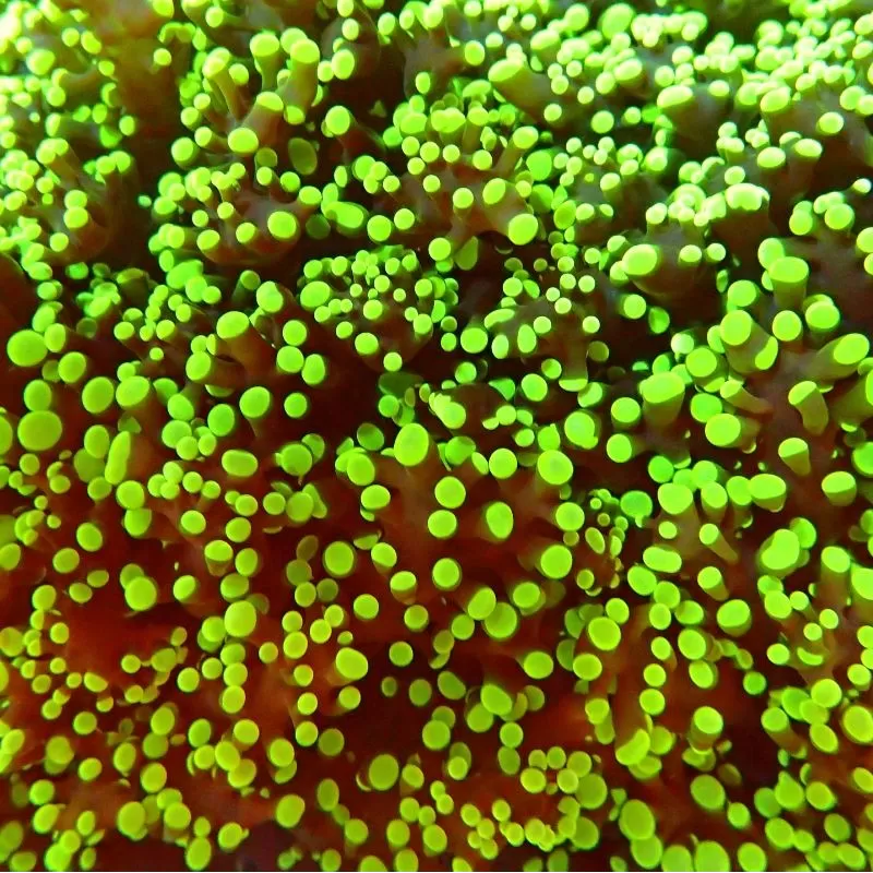 Euphyllia Divisa green purple tips S size Australie Euphyllia Divisa green purple tips S size Australie