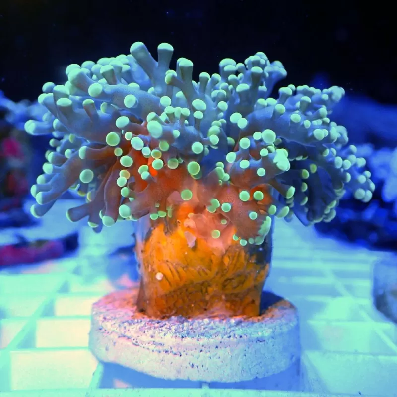 Euphyllia Divisa green purple tips S size Australie Euphyllia Divisa green purple tips S size Australie