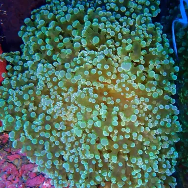 Euphyllia divisa green S size