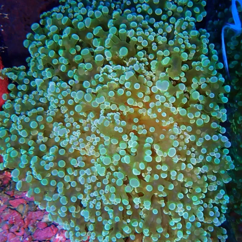 Euphyllia divisa green S size Euphyllia divisa green S size