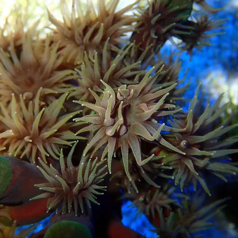 Tubastrea Faulkneri Black Frag (S) Tubastrea Faulkneri Black Frag (S)