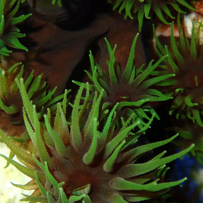 Tubastrea Faulkneri Black Frag (S) Tubastrea Faulkneri Black Frag (S)