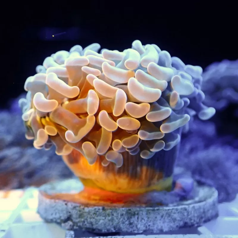 Euphyllia Ancora Green (L) Euphyllia Ancora Green (L)