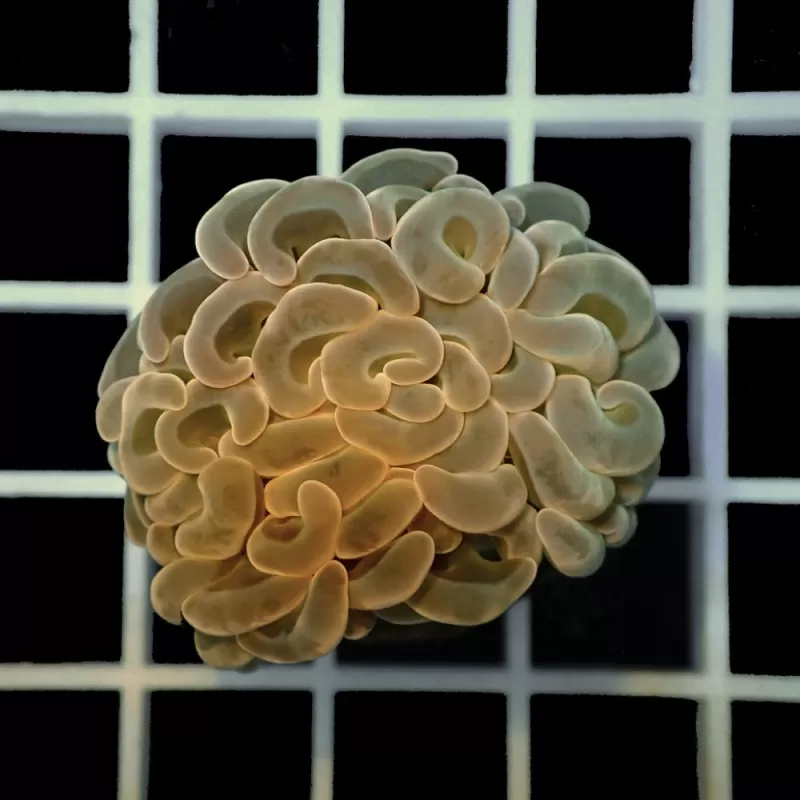 Euphyllia Ancora Green (L) Euphyllia Ancora Green (L)