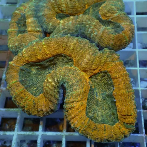 Lobophyllia sp Australie multi coloured