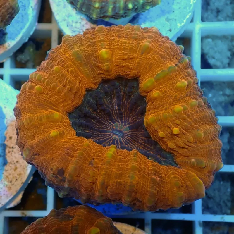 Lobophyllia sp Australie multi coloured Lobophyllia sp Australie multi coloured
