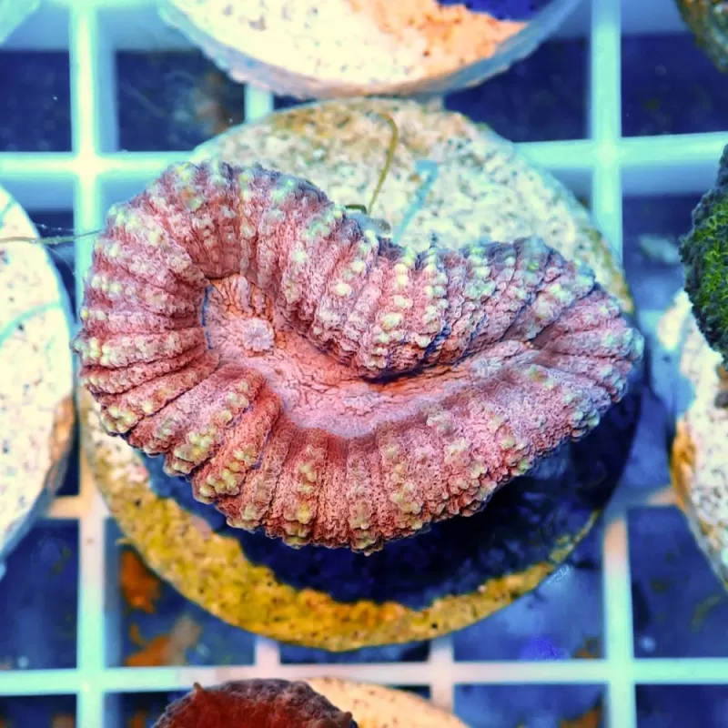 Lobophyllia sp Australie multi coloured Lobophyllia sp Australie multi coloured