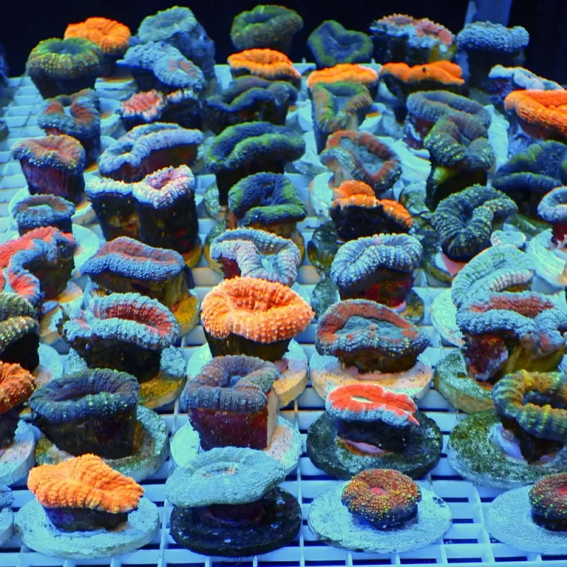 Lobophyllia sp S-size australie Lobophyllia sp S-size australie