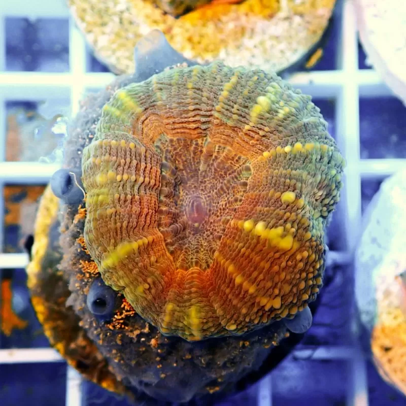 Lobophyllia sp S-size australie Lobophyllia sp S-size australie