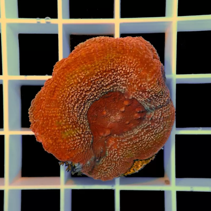 Lobophyllia sp S-size australie Lobophyllia sp S-size australie