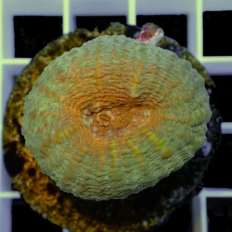 Lobophyllia sp S-size australie Lobophyllia sp S-size australie