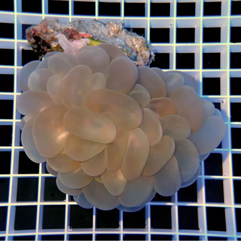 Plerogyra Sinuosa S-size Plerogyra Sinuosa S-size