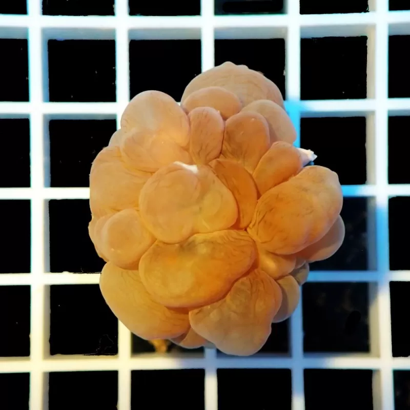 Plerogyra Sinuosa S-size Plerogyra Sinuosa S-size