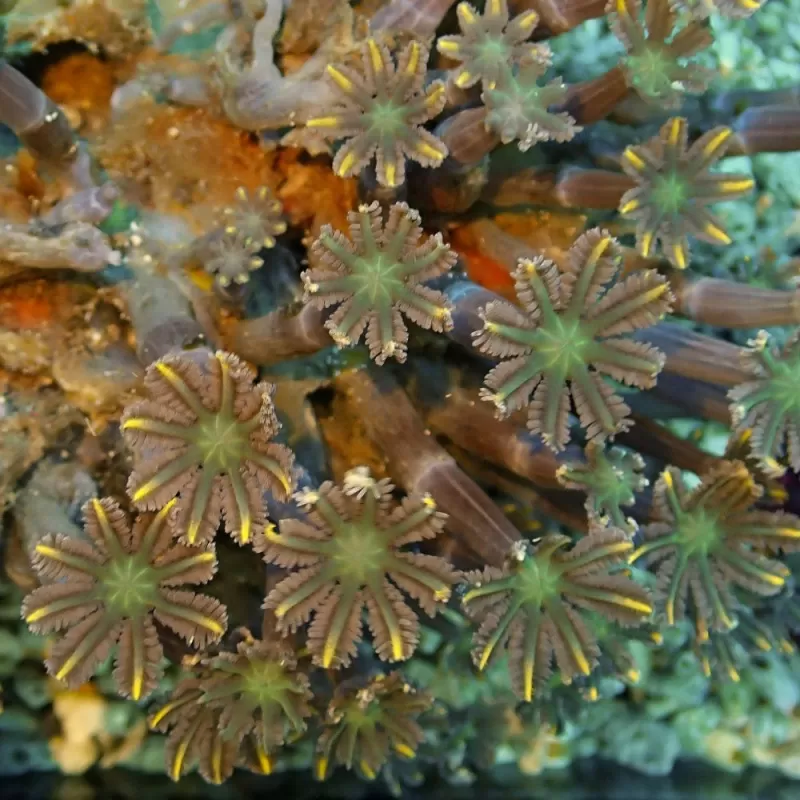 Clavularia sp orange/yellow/green stripe S-size Clavularia sp orange/yellow/green stripe S-size