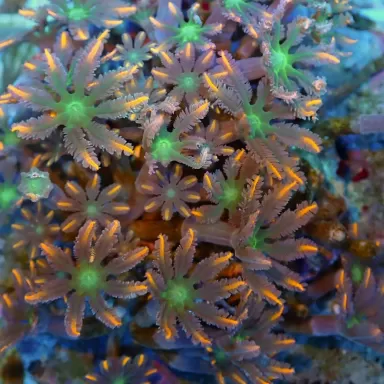 Kaufen Sie Clavularia sp orange/gelb/grün gestreift S-Größe | Coralandfishstore.nl