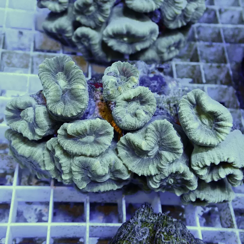 Caulastrea Australie frag Caulastrea Australie frag