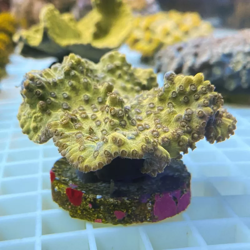Turbinaria reniformis M size Turbinaria reniformis M size