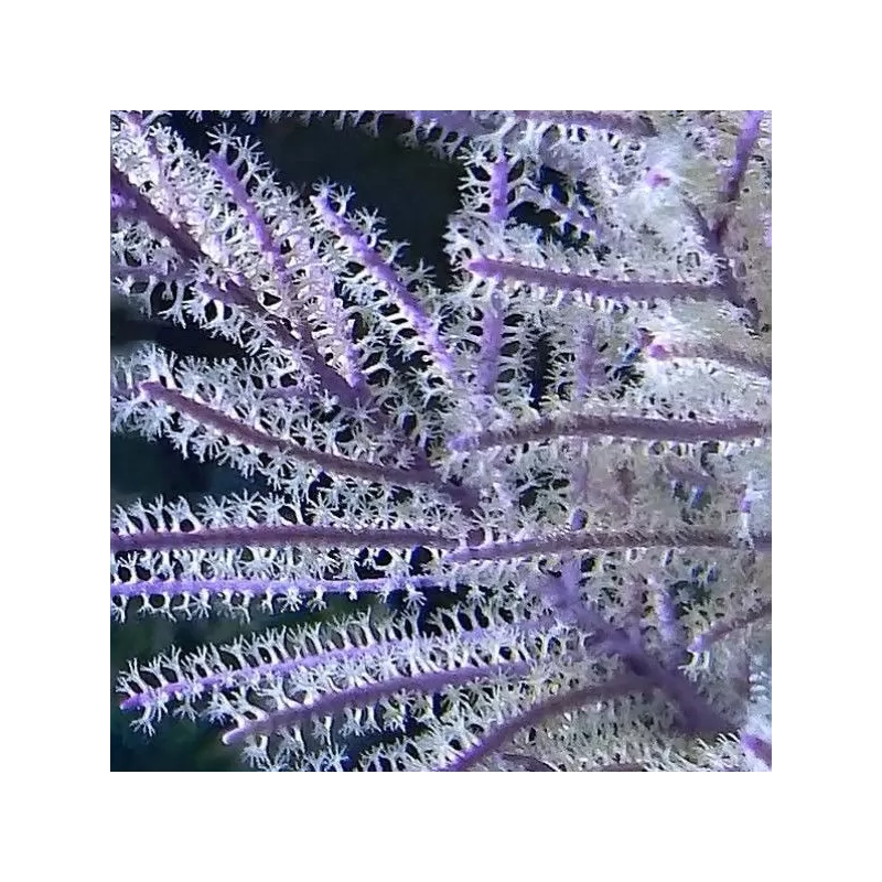 Pseudopterogorgia sp Purple Willow Gorgonia