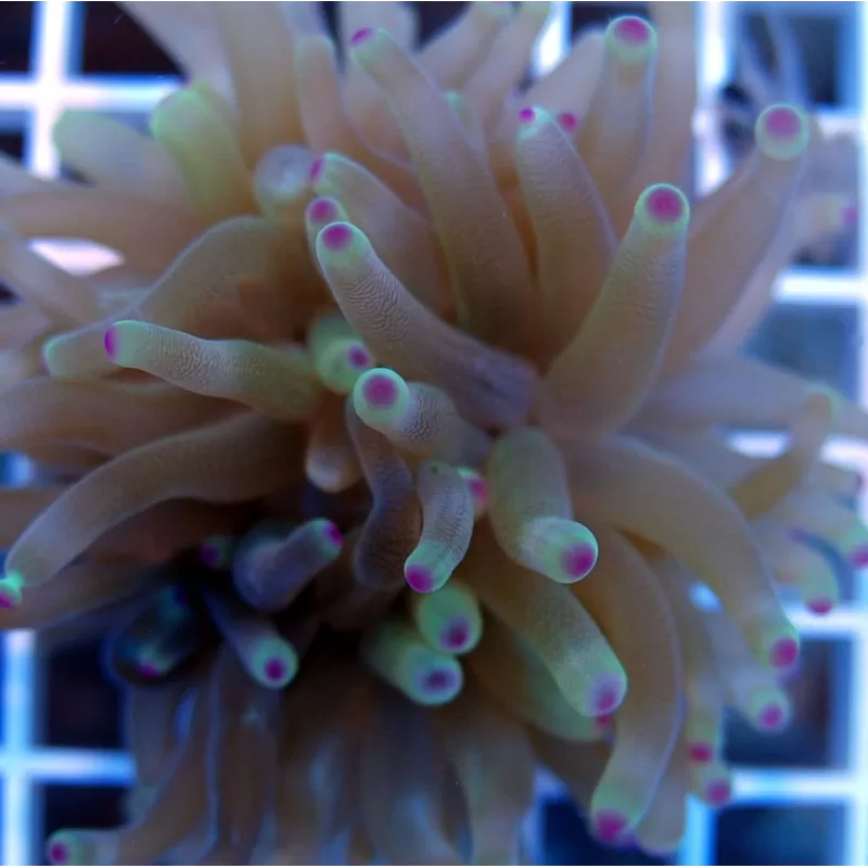 Condylactis gigantea anemone Condylactis gigantea anemone