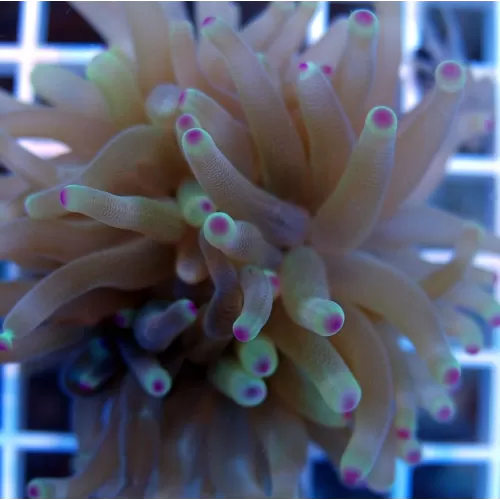 Condylactis gigantea anemone