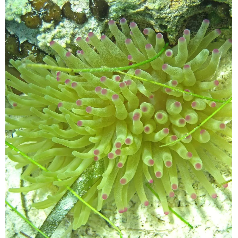 Condylactis gigantea anemone Condylactis gigantea anemone