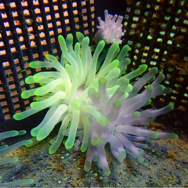 Condylactis gigantea anemone Condylactis gigantea anemone