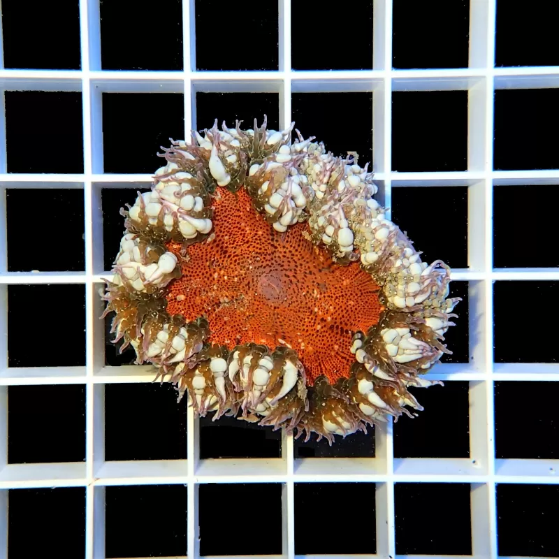 Epicystis crucifer Epicystis crucifer