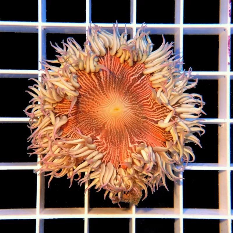 Epicystis Crucifer M-size