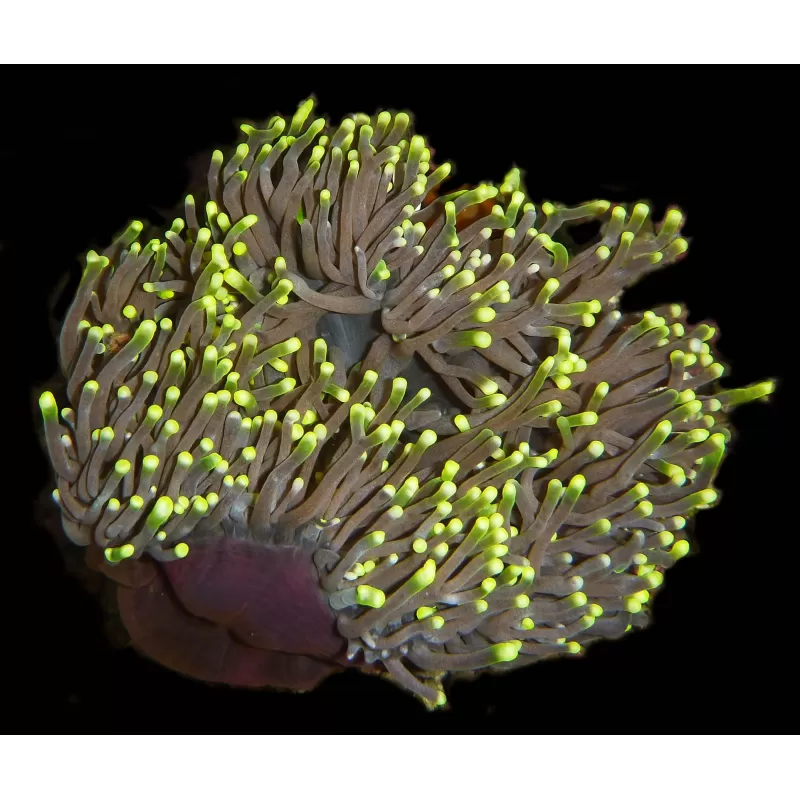 Heteractis magnifica L size Indonesia Heteractis magnifica L size Indonesia