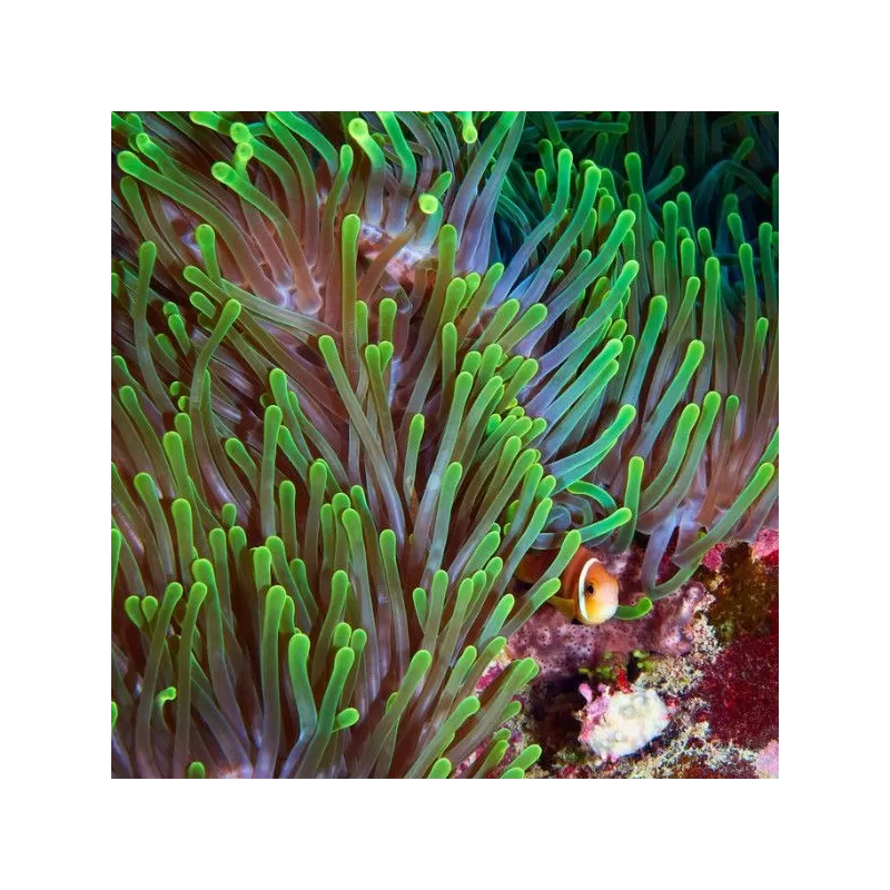 Heteractis magnifica L size Indonesia Heteractis magnifica L size Indonesia