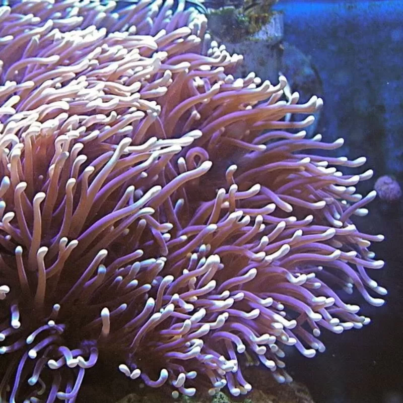 Heteractis magnifica L size Indonesia Heteractis magnifica L size Indonesia