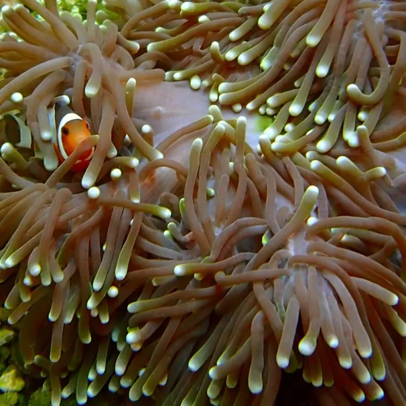 Heteractis magnifica L size Indonesia Heteractis magnifica L size Indonesia