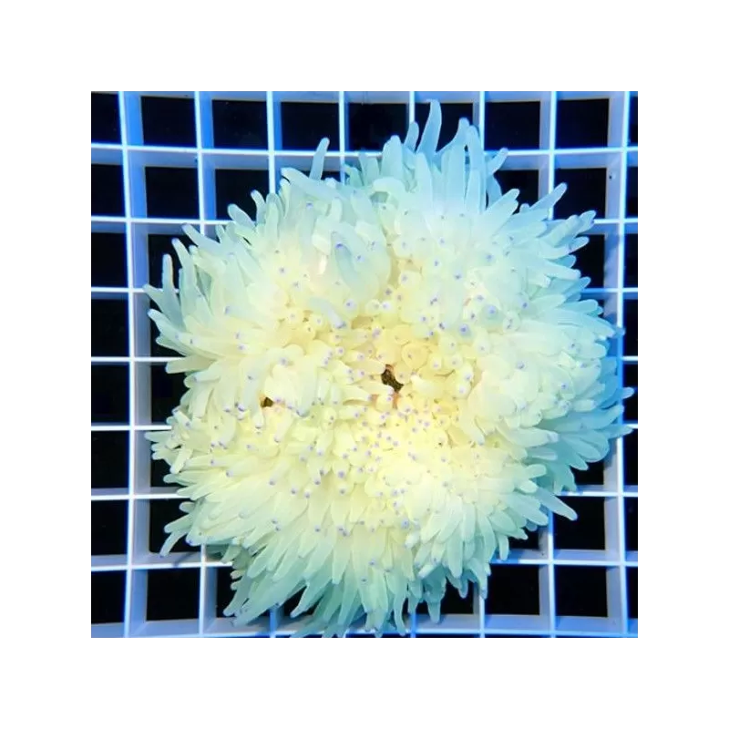 Heteractis Crispa Anemone White/Pink Tip L-size Heteractis Crispa Anemone White/Pink Tip L-size