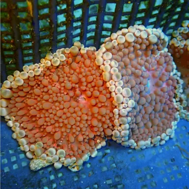 Stichodactyla Helianthus Assorted Colors Stichodactyla Helianthus Assorted Colors