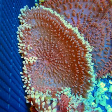 Stichodactyla Helianthus Assorted Colors Stichodactyla Helianthus Assorted Colors