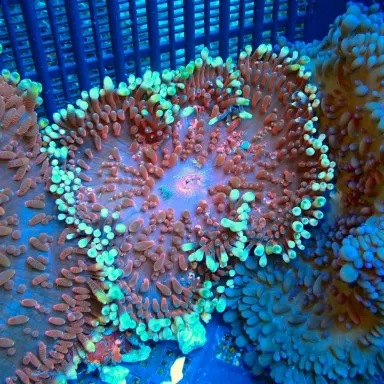 Stichodactyla Helianthus Assorted Colors Stichodactyla Helianthus Assorted Colors