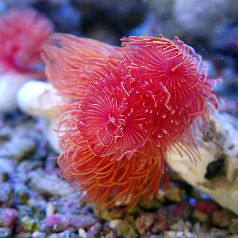 Protula Bispiralis - Red Protula Bispiralis - Red