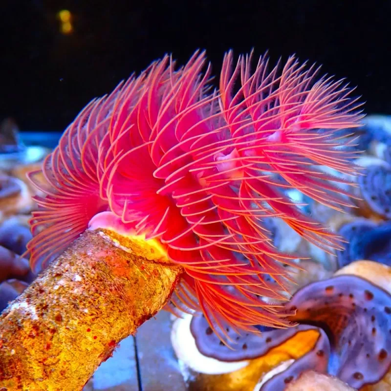Protula Bispiralis - Red Protula Bispiralis - Red