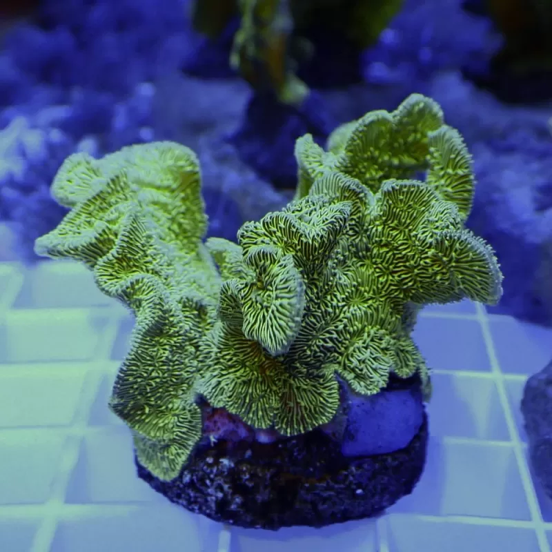 Pavona sp. Australie S-size (frag) Pavona sp. Australie S-size (frag)