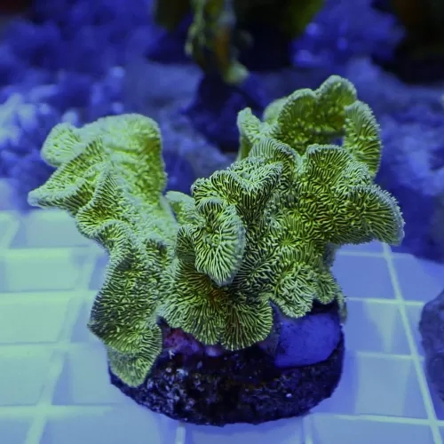 Pavona-Kaktus | Coralandfishstore.nl