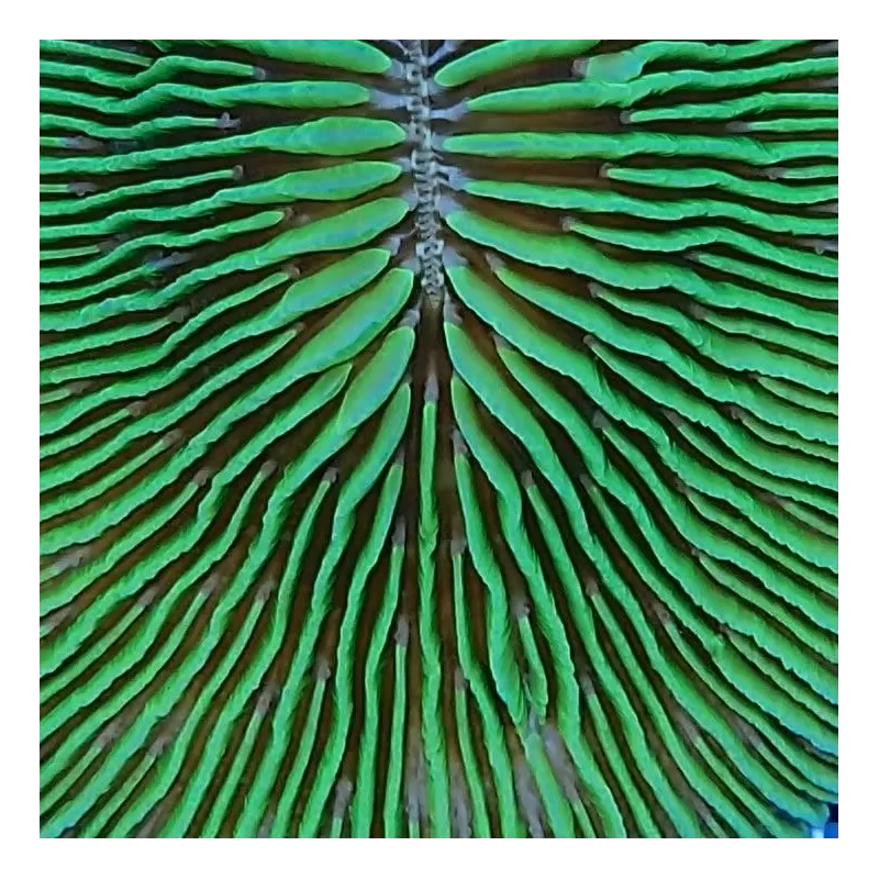 Fungia sp Australie Fungia sp Australie